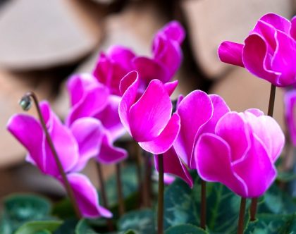 פרחי חורף: 7 פרחים שכדאי לשתול בגינה 